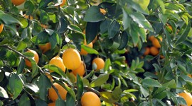 Markette 20 lira olan limon, bahçede 1 lira