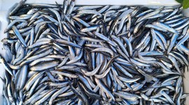 Trabzon'daki balıkçı tezgahlarında hamsinin kilogramı 75 liradan satılıyor