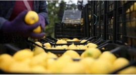 Limonlarla ilgili soruşturma başlatıldı
