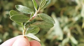 Madımak tıbbi bitki listesinde