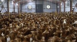 Böcek larvalarından balık ve tavuk yemi üretilecek