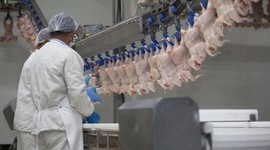 Ticaret Bakanlığı'ndan fiyatları düşürmek için yeni adım: Tavuğa ihracat yasağı geliyor
