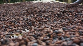 Kakao fiyatlarında rekor düşüş