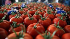 Yaş meyve sebze ihracatından 284 milyon dolarlık gelir