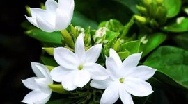 Bazı bitkilerin "zeki" olduğu ortaya çıktı: Problem çözebiliyorlar...