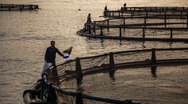 Su ürünleri avcılığındaki sınırlama ve kurallar yeniden düzenlendi