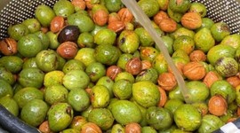 Adana'da ceviz hasadı başladı
