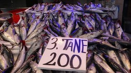 Balıkçı ağları palamut ile doldu!