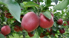 Elmada 'kalıntı' uyarısı!