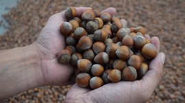 İşte yeni sezonda fındık ihracat hedefi