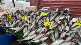 Denizden gelen bereket: Palamut bolluğu fiyatları düşürdü!