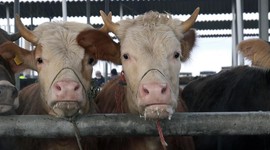 Yozgat'ta hayvan pazarları kapatıldı