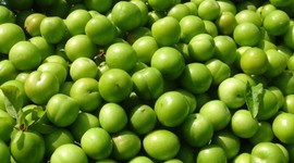 Yılın ilk erik hasadı yapıldı: Fiyatı dudak uçuklattı