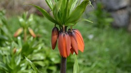 Ters laleleri koparana büyük ceza var