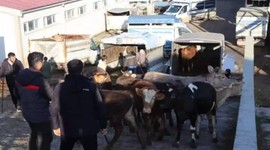 Kurbanlık fiyatları belli olmaya başladı! Hareketlilik başladı