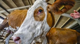 Kurbanlık fiyatları ne kadar? İşte İstanbul, Ankara ve İzmir'deki kurbanlık fiyatları...