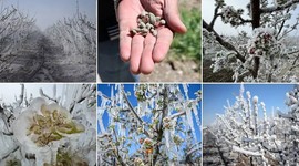 Zirai don destek ödemelerinde detaylar belli oldu