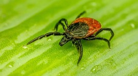 Altı ilde tehlike var! Kabus geri döndü