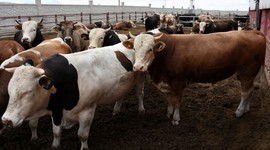 Kurbanlık satışları sona erdi, çadırlar toplandı