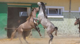 Sıfır araba parasına at spermi!