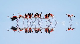 Flamingo cennetini tehdit altında!