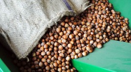 İtalyan çikolata devi Ferrero için kritik karar!