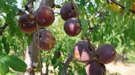 Zirai don felaketi meyve fiyatlarını vurdu, sebze ucuzladı