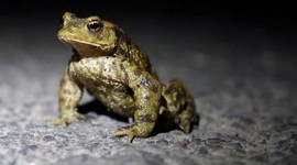 Kurbağa ritüeli hastanelik etti!