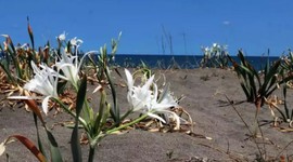 Tek bir dalı bile servet değerinde