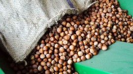 Financial Times: Türkiye'deki fındık üreticileri ve Nutella karşı karşıya geldi, alımlar durdu