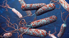 31 ülkede kolera alarmı!