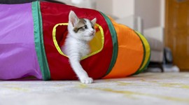 Kanser tedavisinde yeni umut kediler