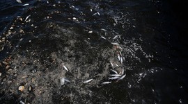 İzmir Körfezi'ndeki balık ölümleri sürüyor