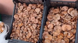 Tezgahlarda bolluk var! Kilosu 500 TL