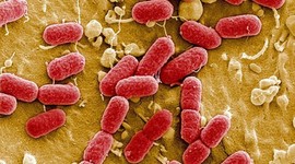 Almanya'da E. Coli salgını