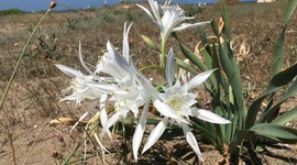 Bu çiçeğe dokunmanın bedeli 2,8 milyon TL