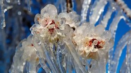 Felaketten zararsız çıktılar: Don mağduru çiftçiye 23 milyar lira ödendi