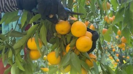 Bahçede 15, manavlarda 100 lira