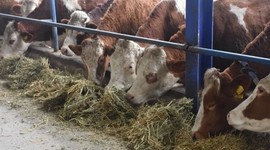 Hayvan giriş-çıkışları yasaklandı