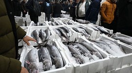 Yılbaşından bu yana 500 ton torik avlandı