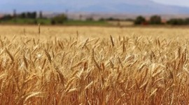 Türkiye'nin buğday devi iflas bayrağını çekti