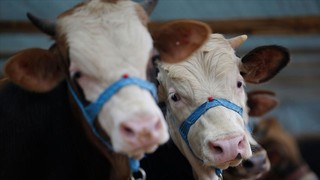 Sakarya'da 37 mahallede şap karantinası