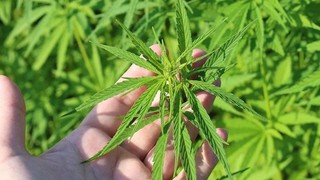 21 ilde kenevir üretimi yapılabilecek