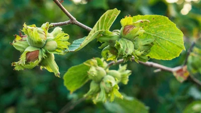 2025 fındık alım fiyatları belli oldu