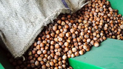 Fındıkta yüksek ihracat hedefi var