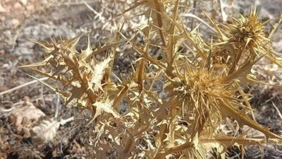 Doğadan gelen servet! Kilosu altınla yarışıyor