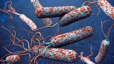 31 ülkede kolera alarmı!