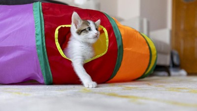 Kanser tedavisinde yeni umut kediler