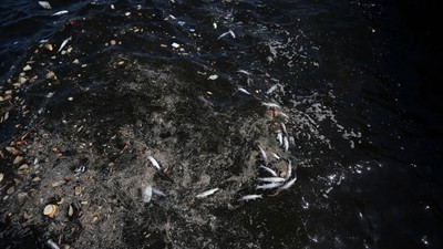 İzmir Körfezi'ndeki balık ölümleri sürüyor