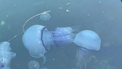 Bursa'da müsilaj başladı, denizanaları öldü